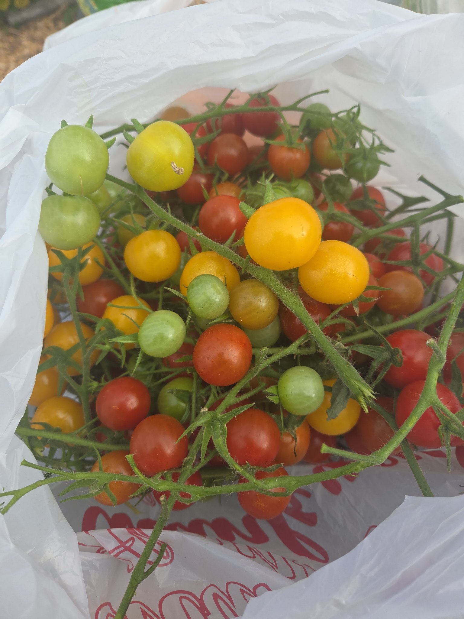 Freshly picked cherry tomatoes in red, yellow and green
