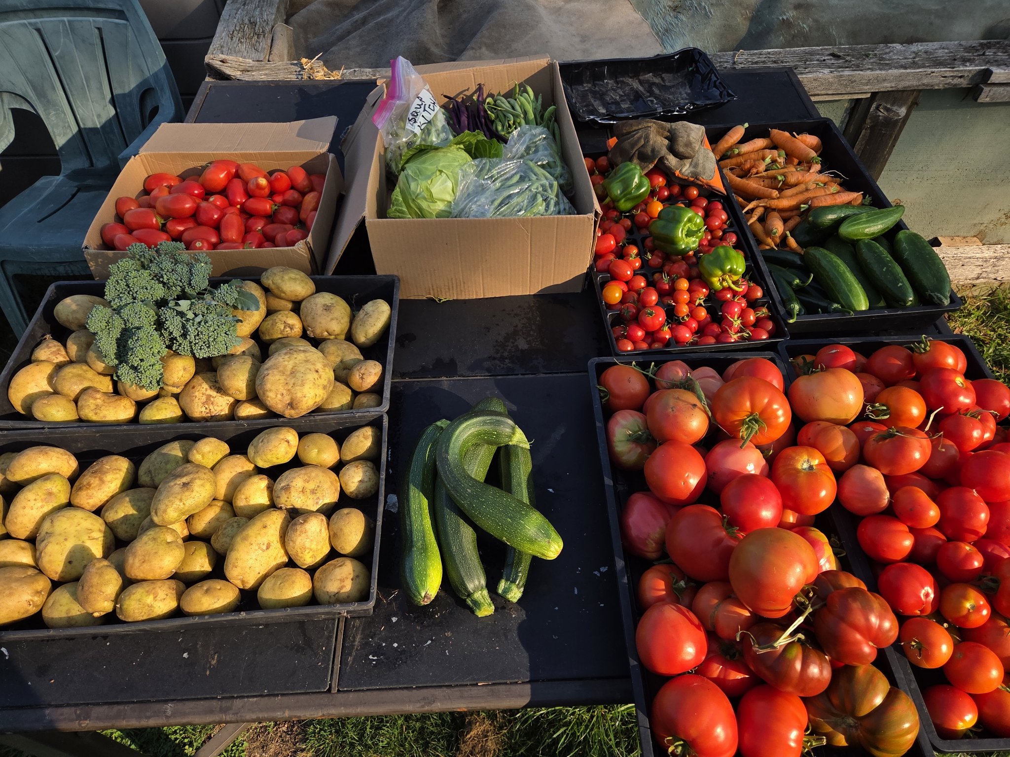 Crates of potatoes, tomatoes, carrots, beans, broccoli and squash harvested at the garden