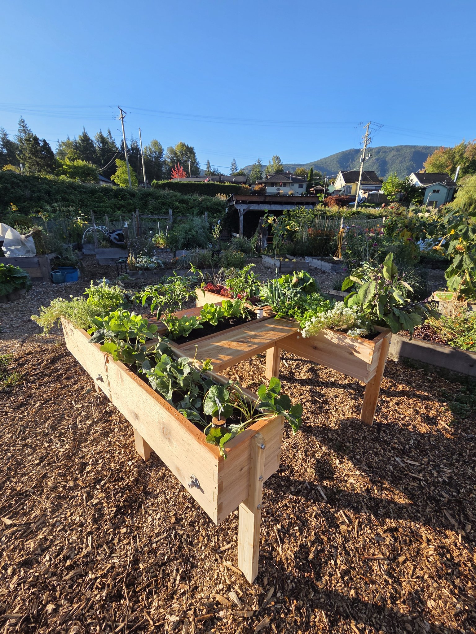 Accessible raised beds filled with vegetables at Cowichan Lake Community Garden