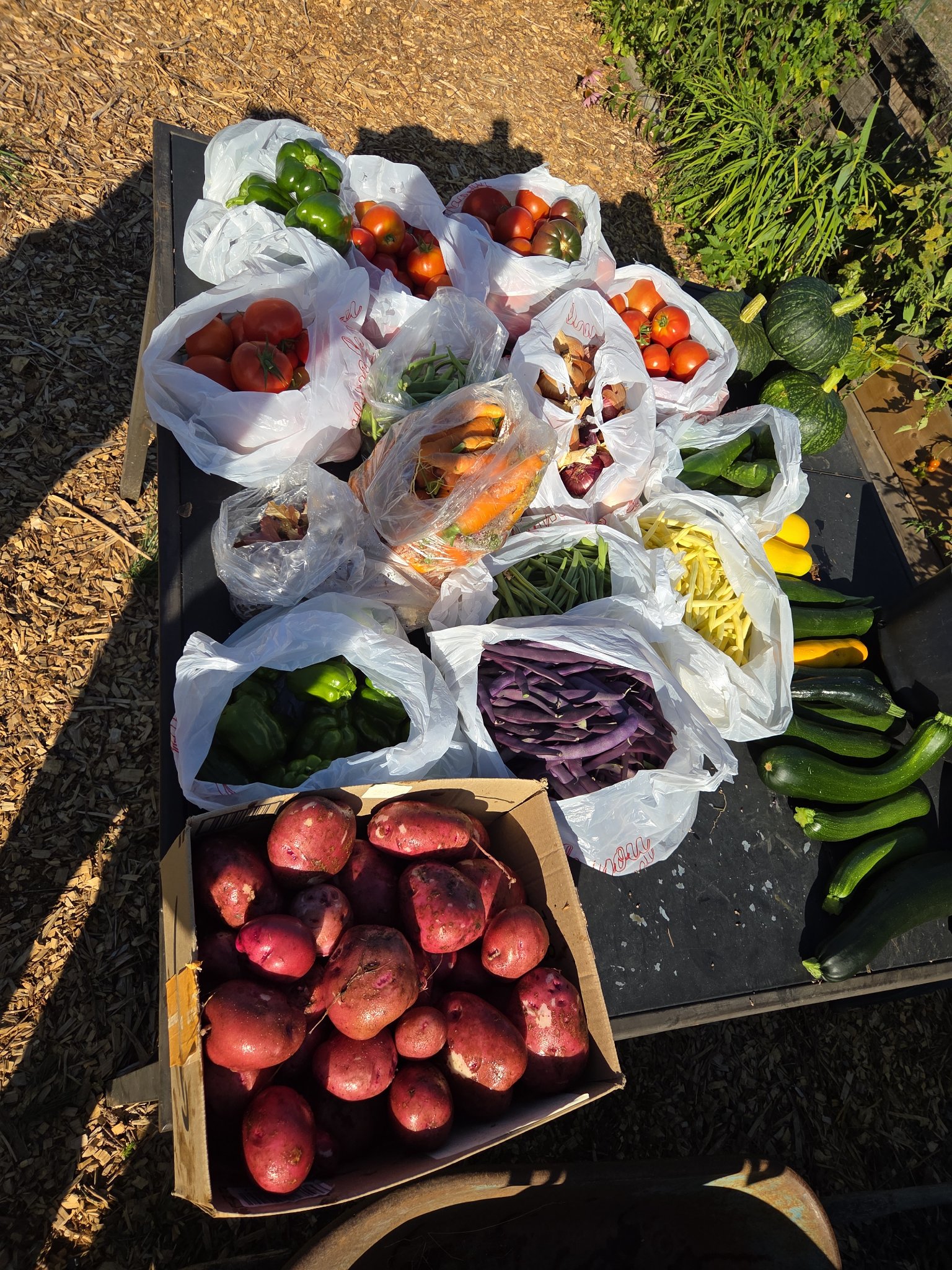 Bags and boxes of fresh vegetables harvested from the garden
